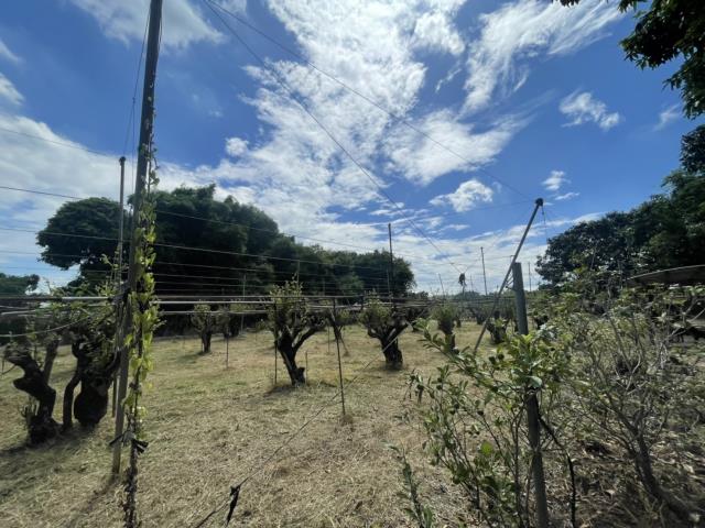 高雄燕巢農地-12