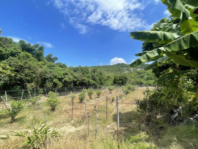 高雄燕巢農地-4