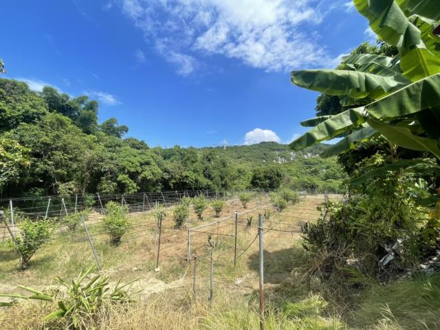 高雄燕巢農地-5