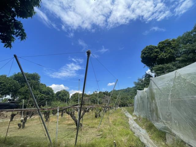 高雄燕巢農地-8