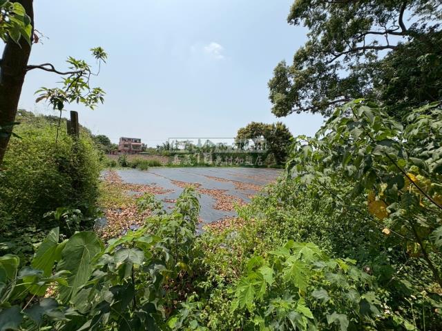 東區農地-3