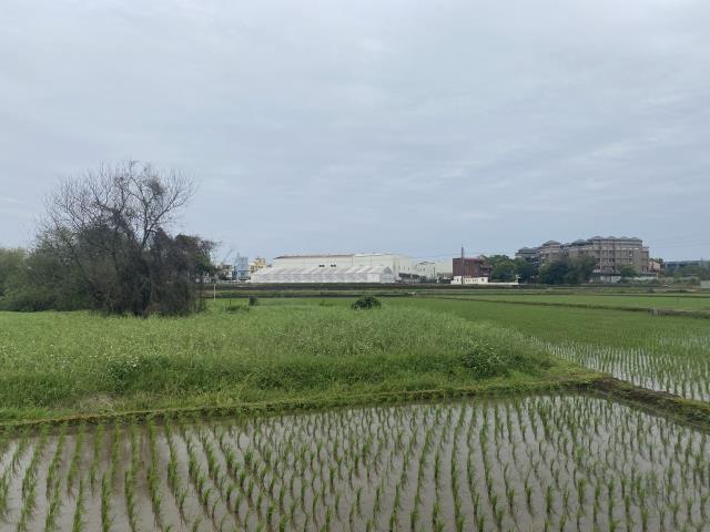 中壢農地-5