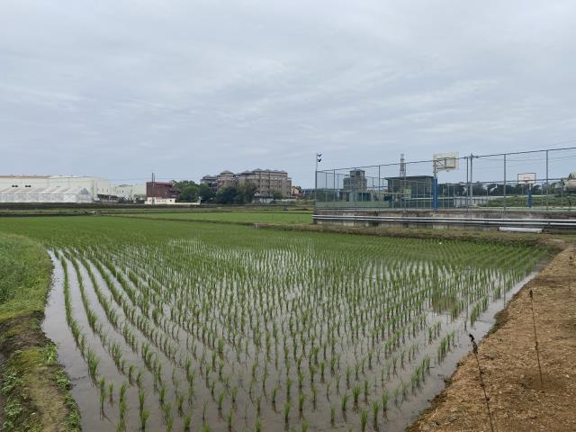 中壢農地-6