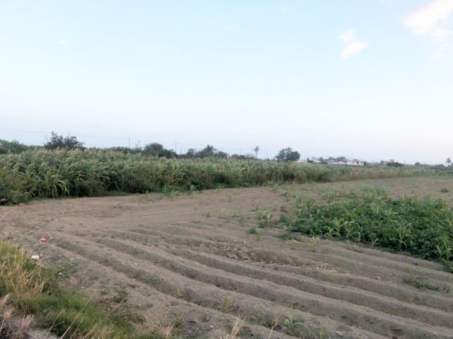 台南七股農地-4