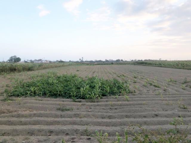 台南七股農地-5