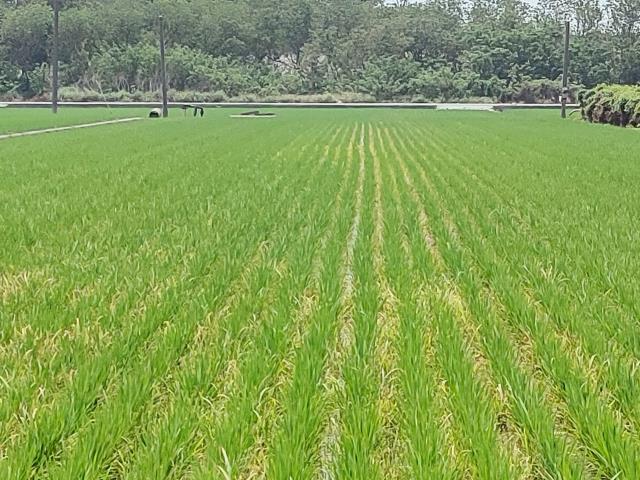 竹塘農地-9