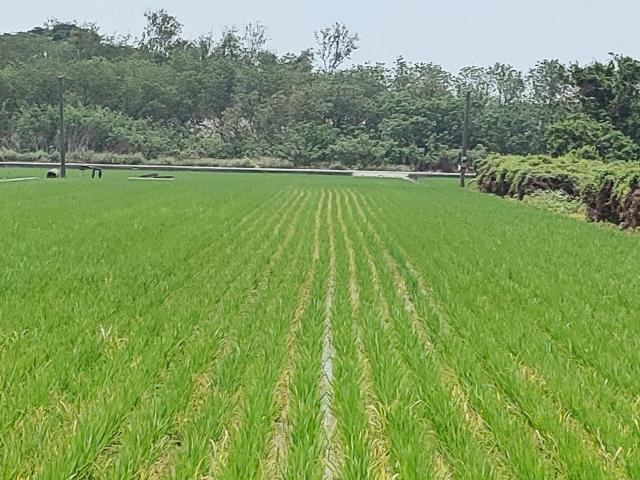 竹塘農地-8
