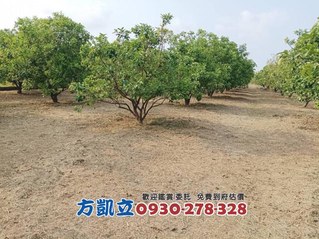 麻豆農地-7