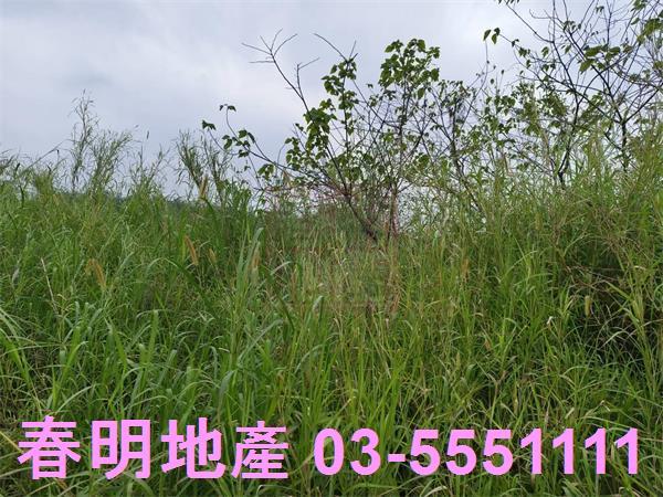 峨眉農地-9