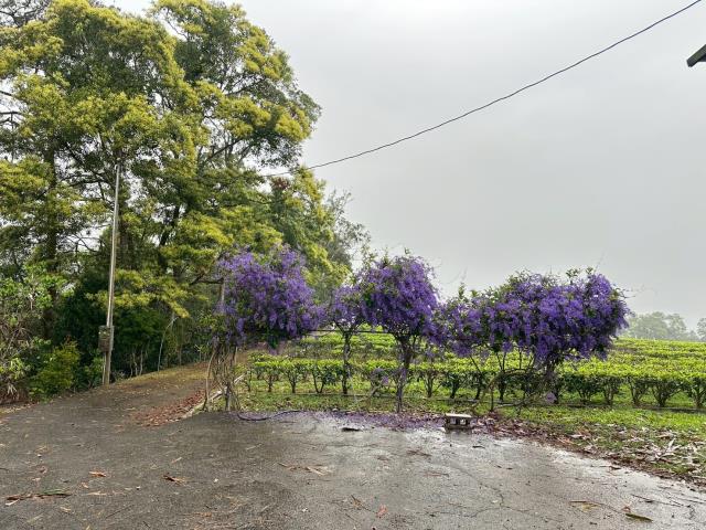 埔里農地-1