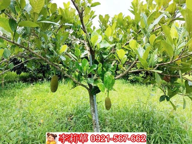 台南大內農地-9