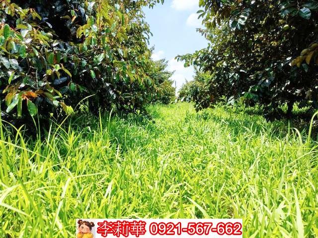 台南大內農地-10