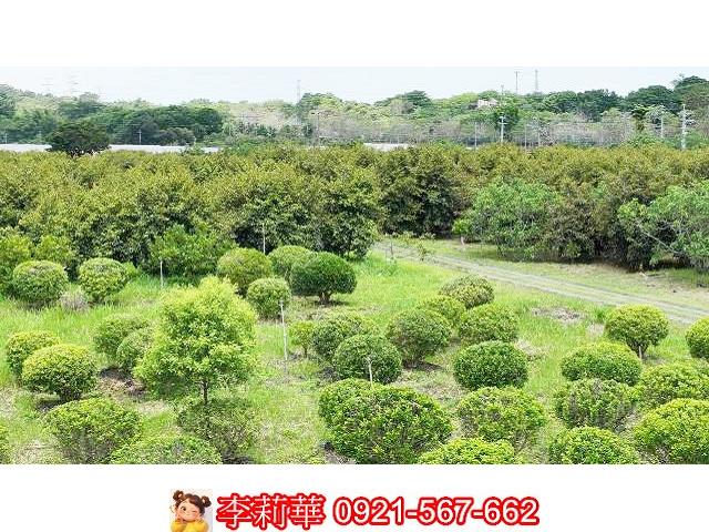 台南大內農地-12