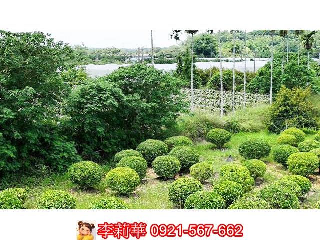 台南大內農地-3