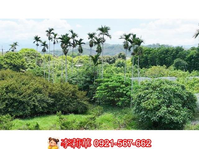 台南大內農地-4