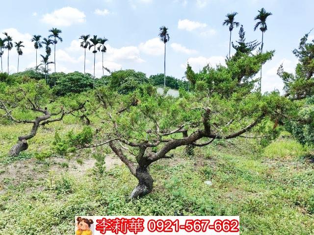 台南大內農地-8