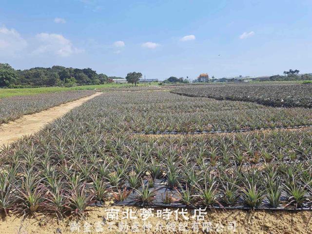 台南關廟農地-1