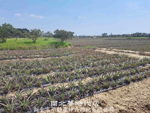 台南關廟農地-5