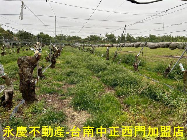 左鎮農地-4