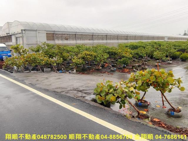 埤頭農地-7