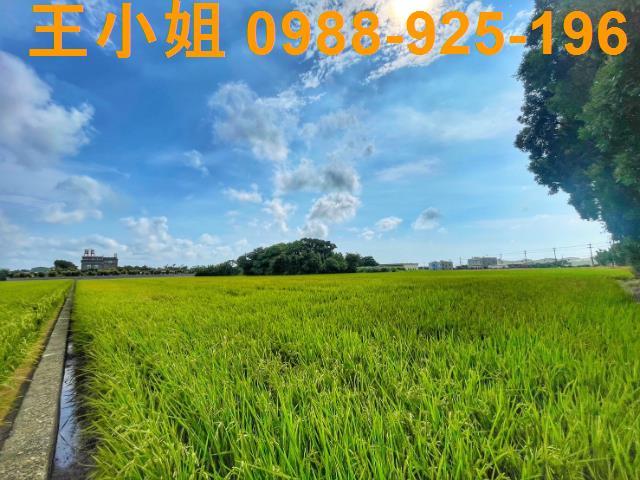 桃園新屋農地-3