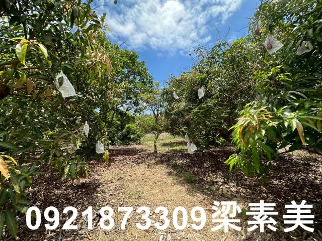 玉井農地-7