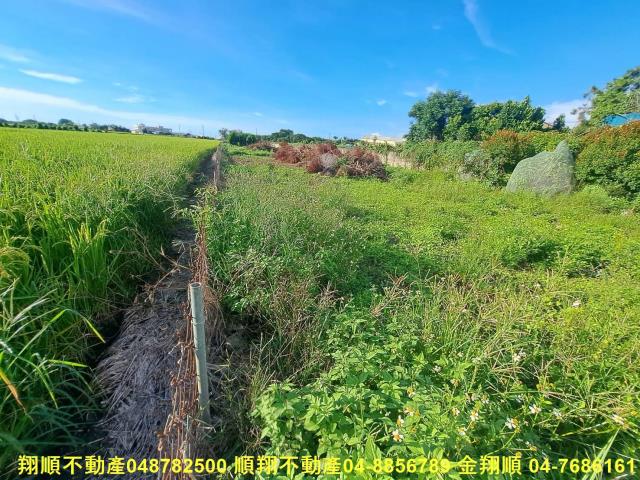 埤頭農地-7