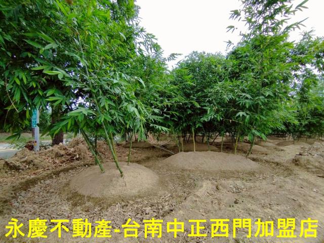 歸仁農地-7