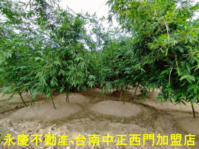 歸仁農地-8