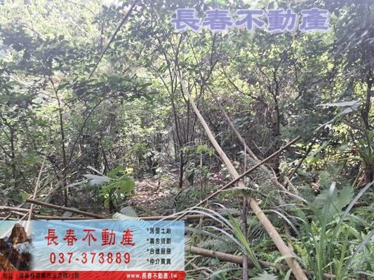 苗栗農地-5