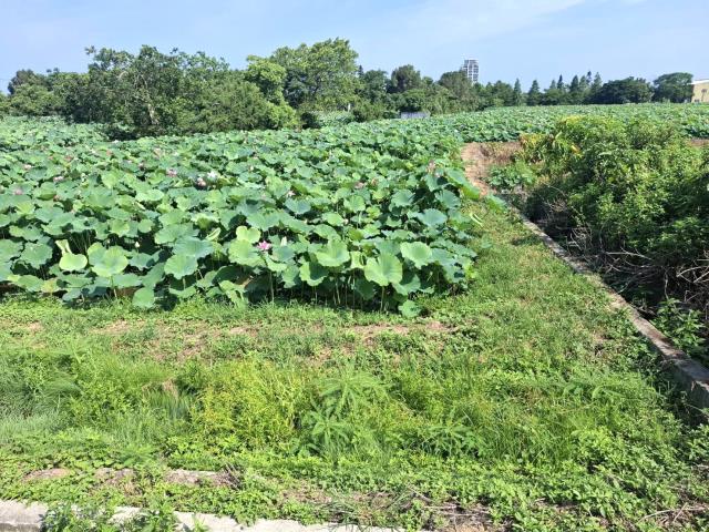 桃園觀音農地-1