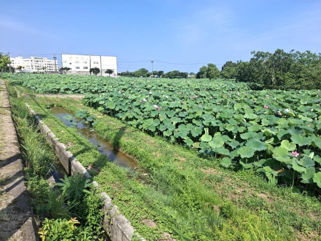 桃園觀音農地-2