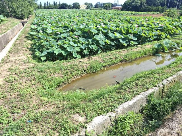 桃園觀音農地-5