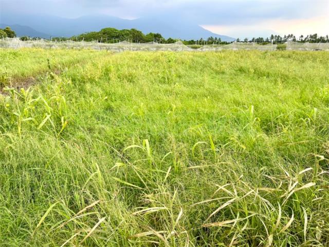 屏東高樹農地-1
