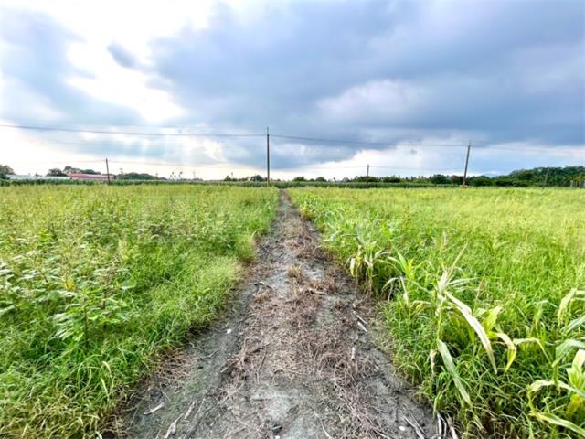 屏東高樹農地-2