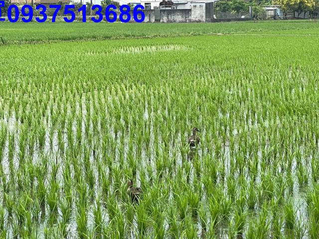 宜蘭員山農地-1