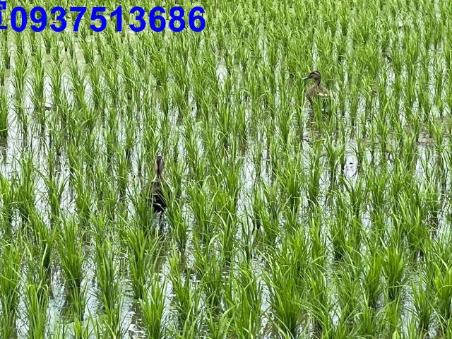 宜蘭員山農地-7