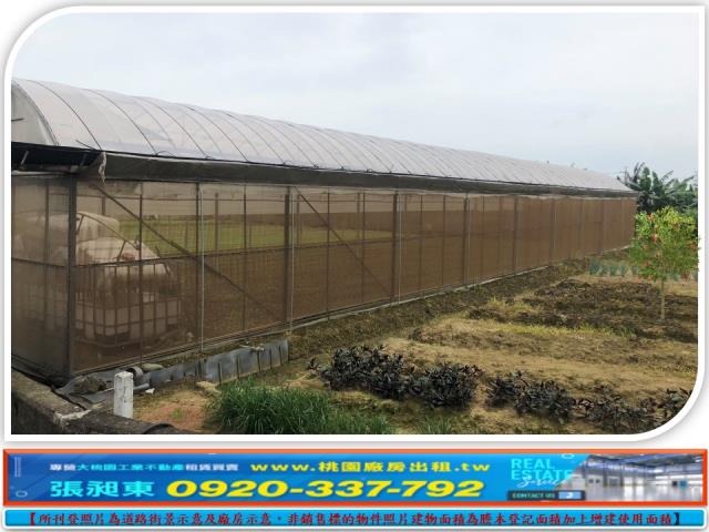 桃園桃園區農地-0