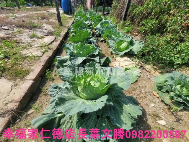 台南仁德農地-12