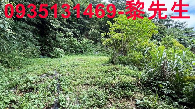 苗栗南庄林地-8