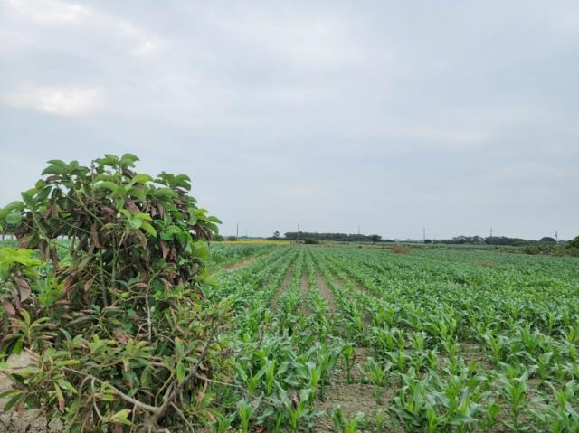 台南佳里農地-3