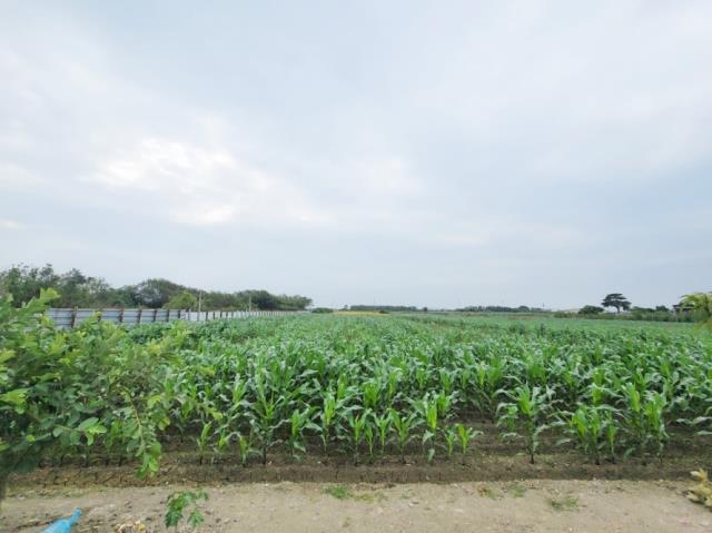 台南佳里農地-5