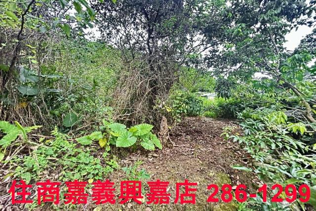 新竹芎林農地-5