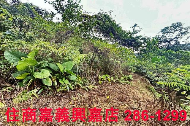 新竹芎林農地-6