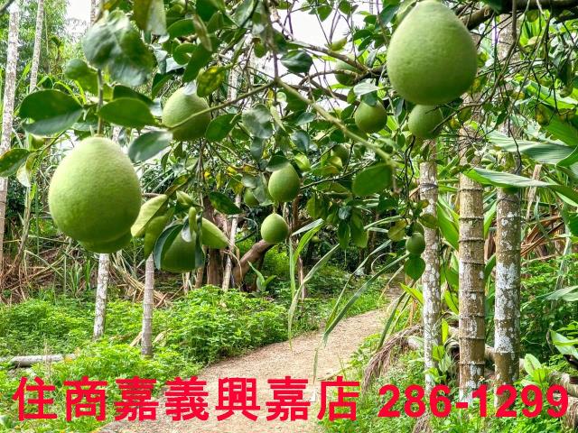 嘉義竹崎農地-1