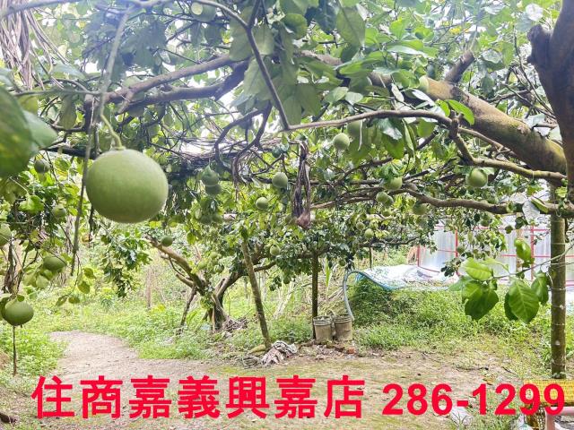 嘉義竹崎農地-2