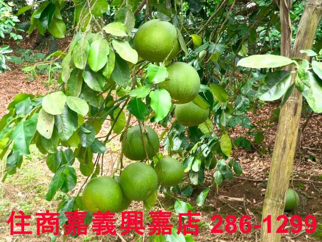 嘉義竹崎農地-5