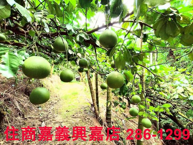 嘉義竹崎農地-6