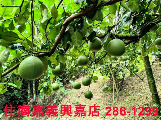 嘉義竹崎農地-7