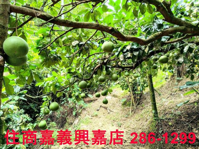 嘉義竹崎農地-8